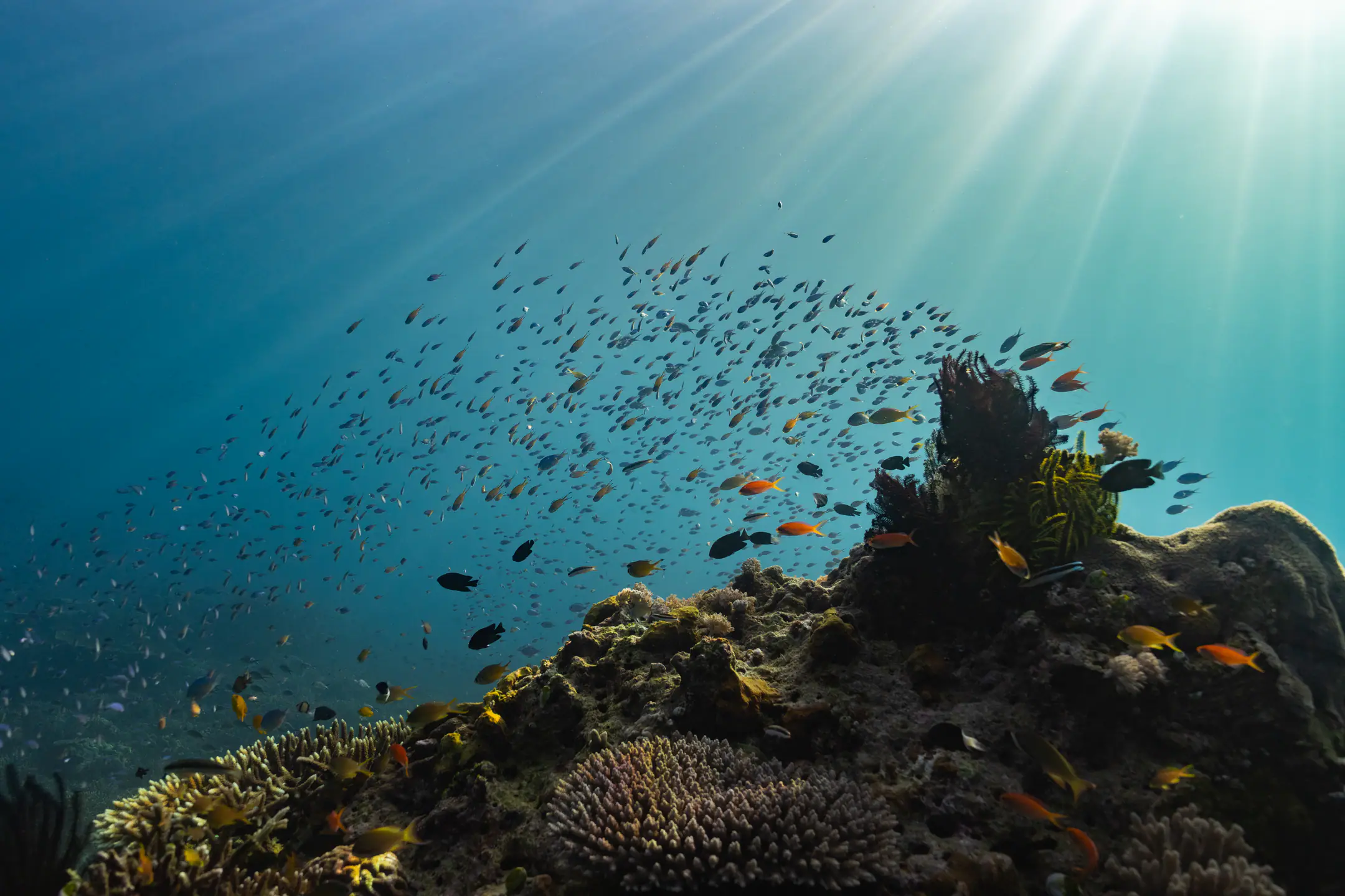 Komodo Destination with Private Charter Mutiara Laut