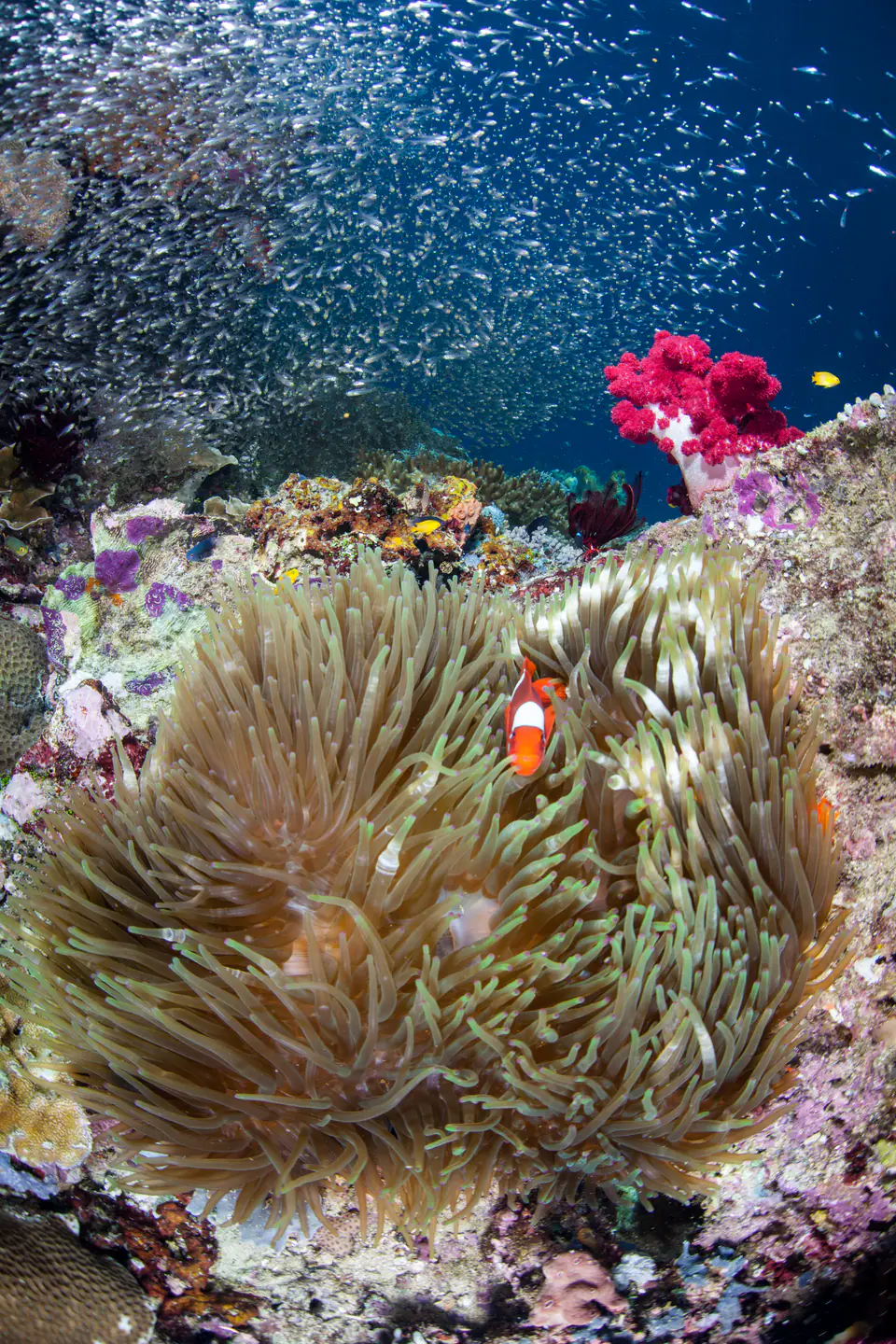 adobe-stock-232163556