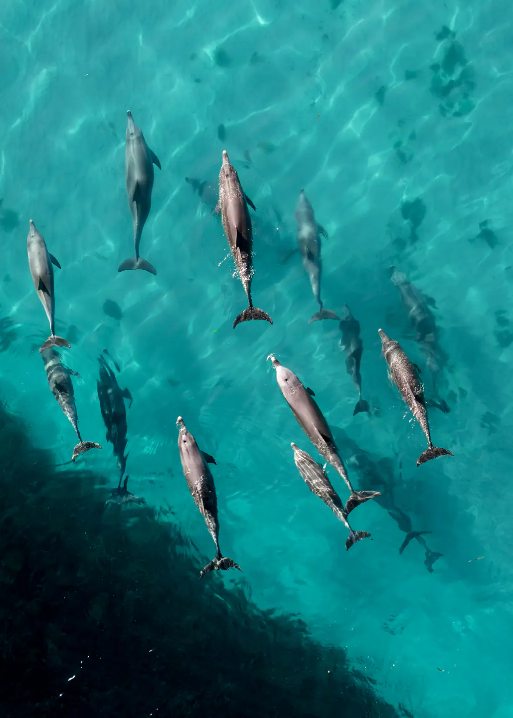 aerial-view-of-dolphins