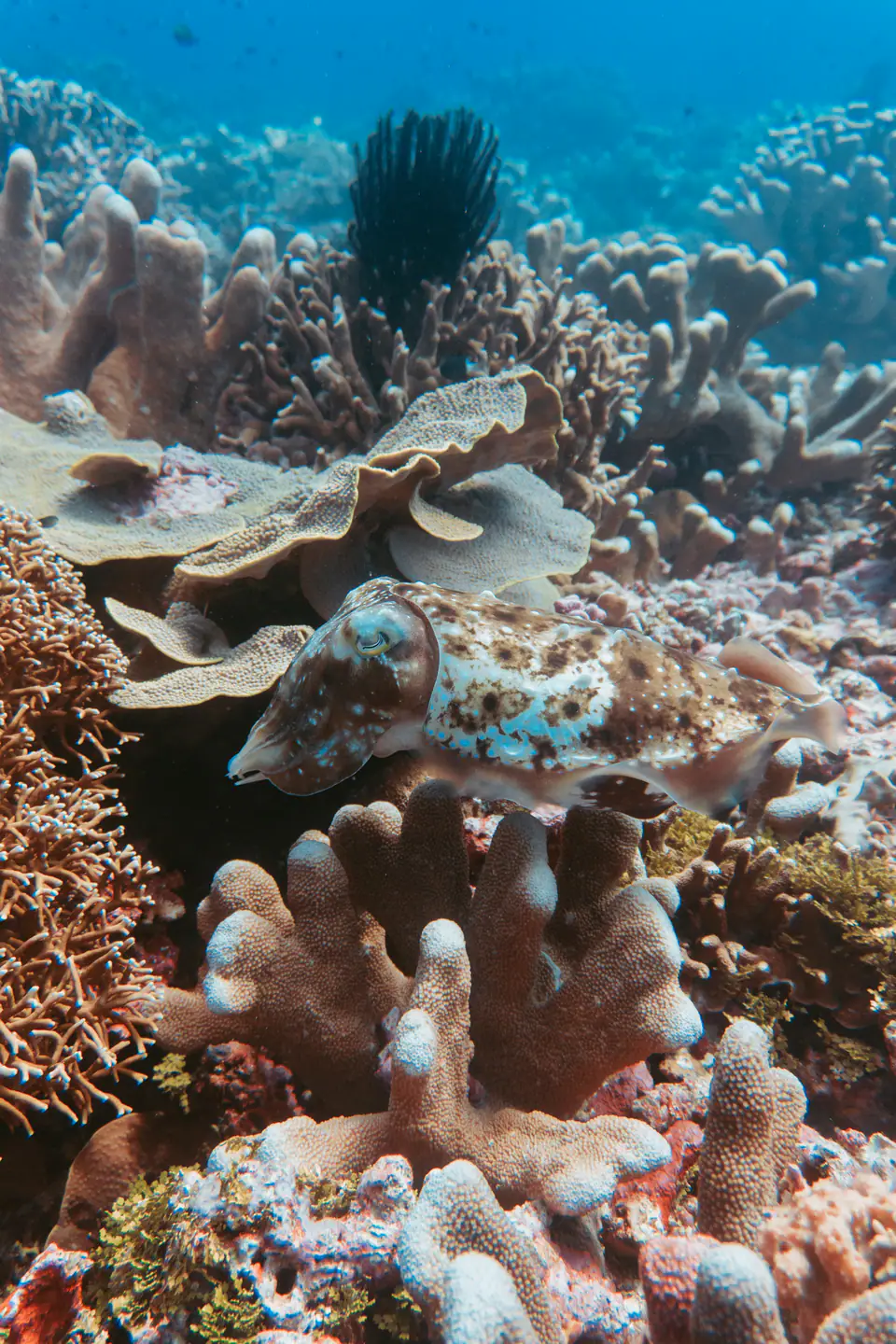 aliikai-banda-sea-32